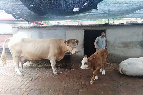 图为康平县方家镇东小陵村王庆生（一级视力残疾）与养殖的牛及刚生下两个月的小牛